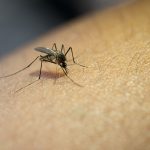 close-up-mosquito-sucking-blood-from-human-arm