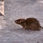 young-brown-rat-looking-food